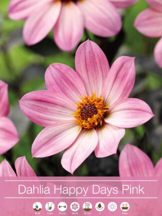 Dahlia Happy Days Pink®