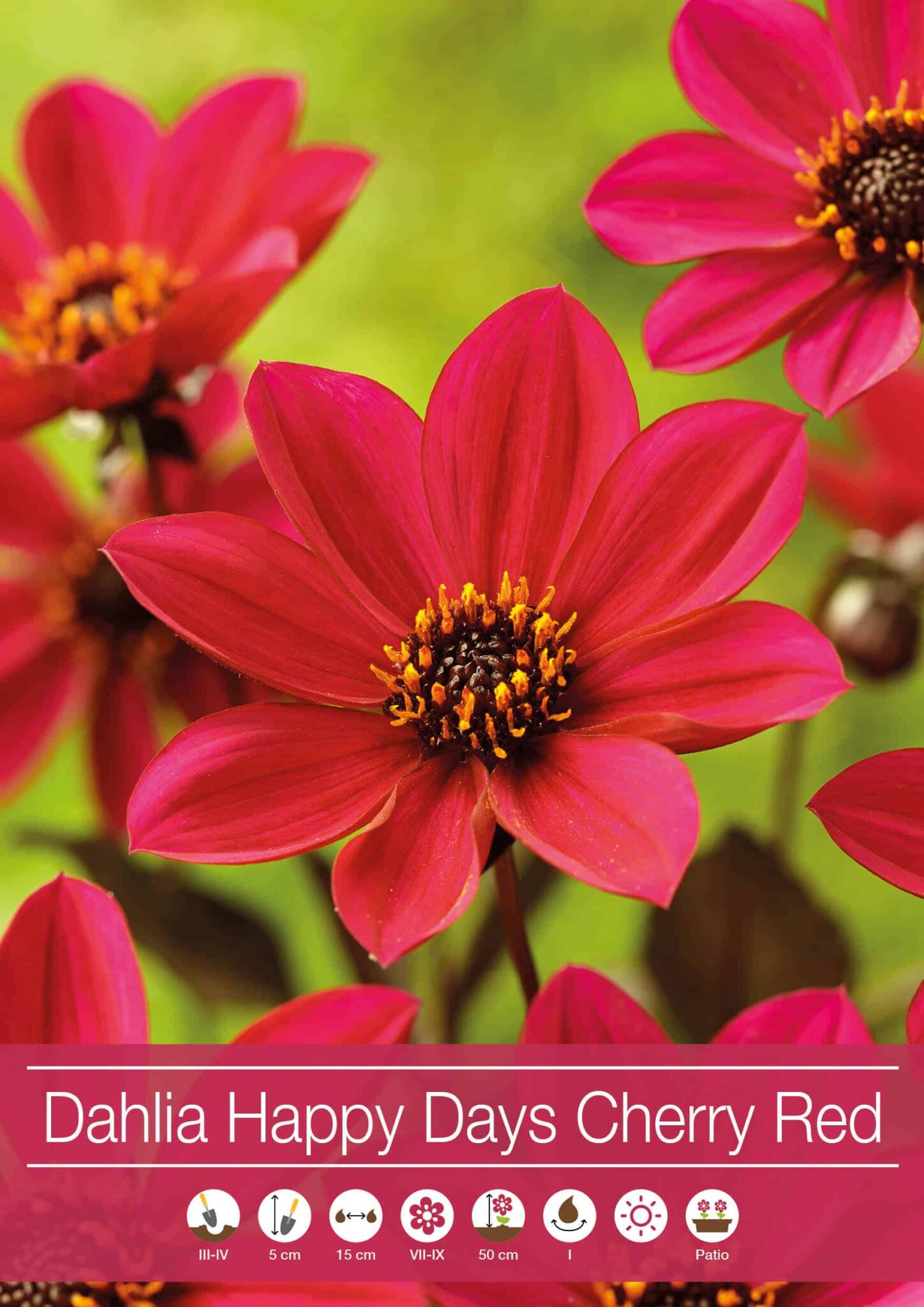 Dahlia Happy Days Cherry Red®