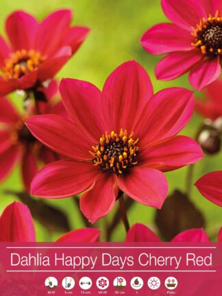 Dahlia Happy Days Cherry Red®