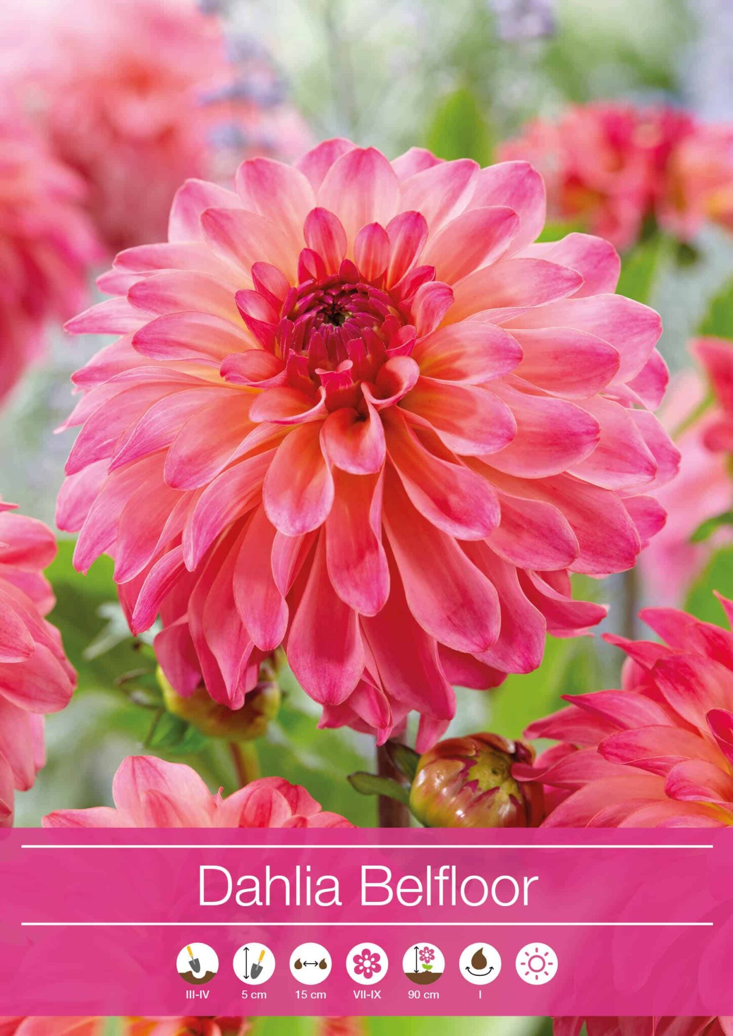 Dahlia Belfloor