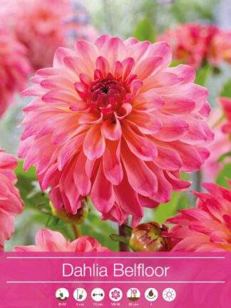 Dahlia Belfloor