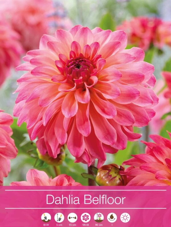 Dahlia Belfloor