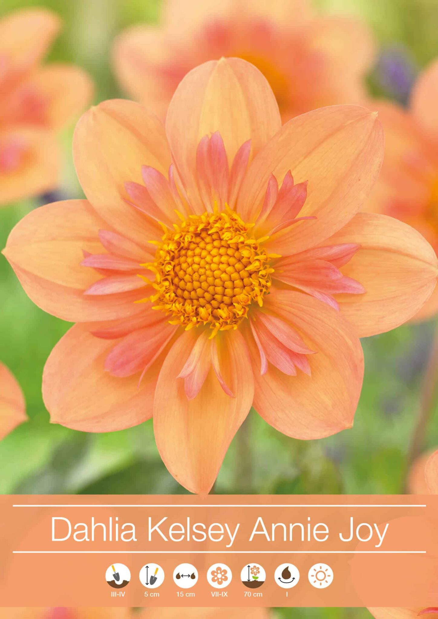Dahlia Kelsey Annie Joy