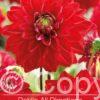 Dahlia All Directions
