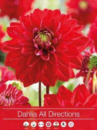 Dahlia All Directions