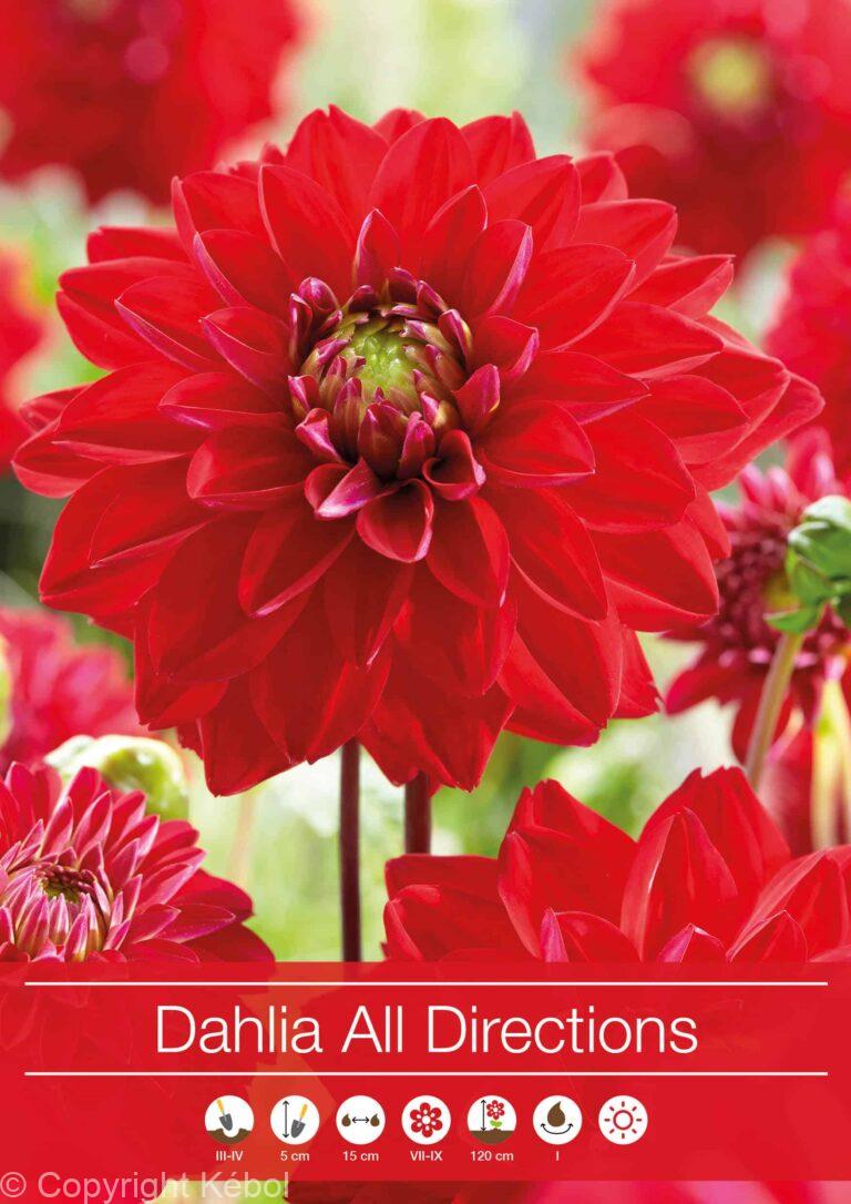 Dahlia All Directions