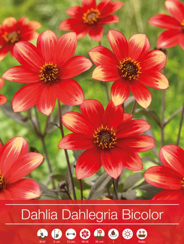 Dahlia Dahlegria Bicolor