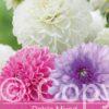 Dahlia Mixed Pink/Purple/White