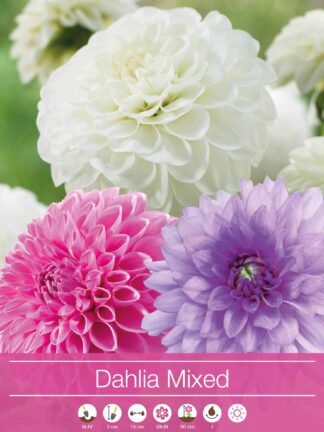 Dahlia Mixed Pink/Purple/White