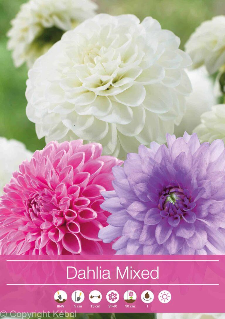 Dahlia Mixed Pink/Purple/White