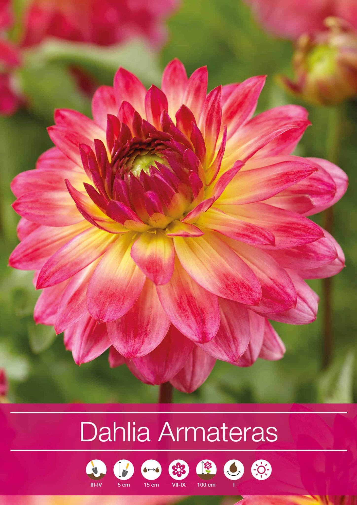 Dahlia Armateras