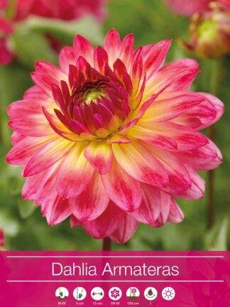 Dahlia Armateras