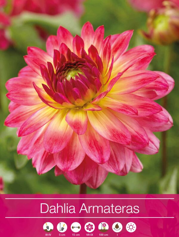 Dahlia Armateras