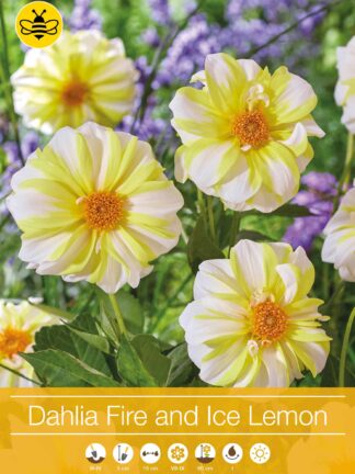 Dahlia Fire and Ice Lemon