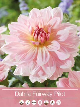 Dahlia Fairway Pilot