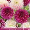 Dahlia Mixed Purple/White