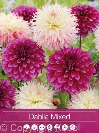 Dahlia Mixed Purple/White