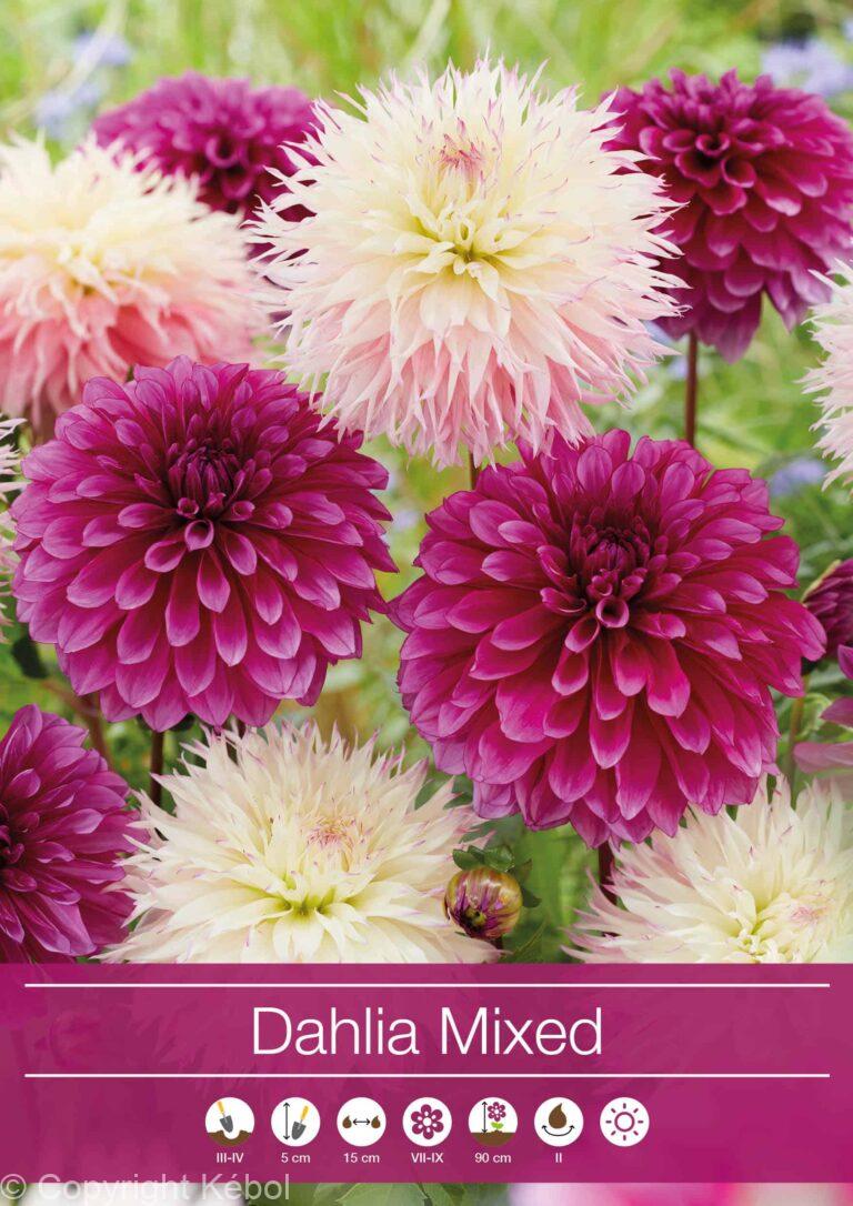 Dahlia Mixed Purple/White