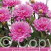 Dahlia Bluesette