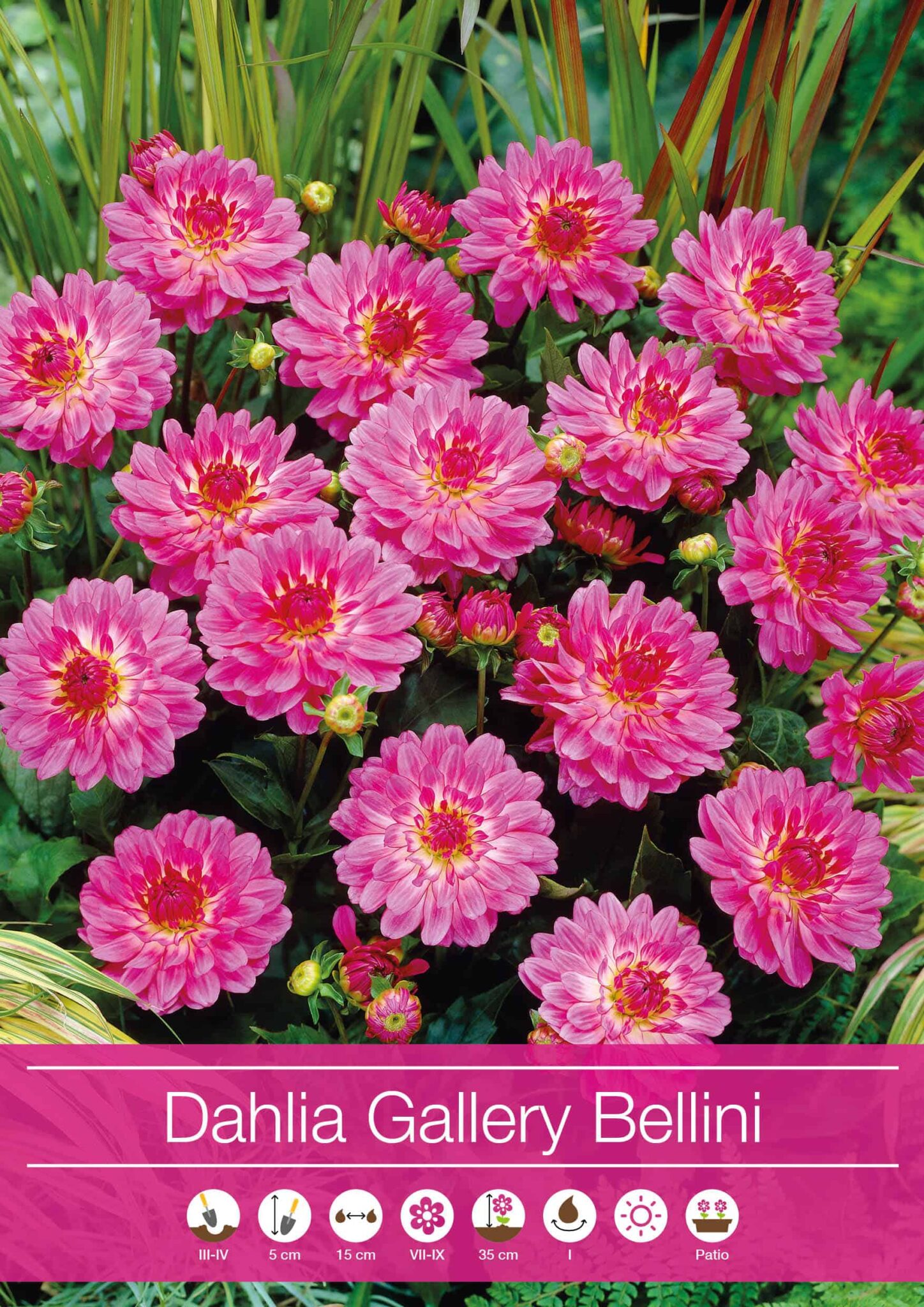 Dahlia Gallery Bellini®