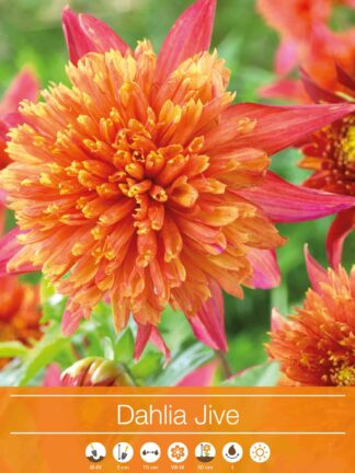 Dahlia Jive