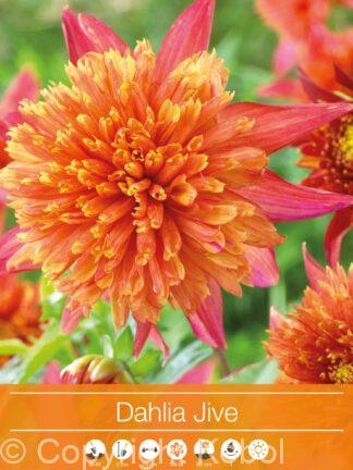 Dahlia Jive