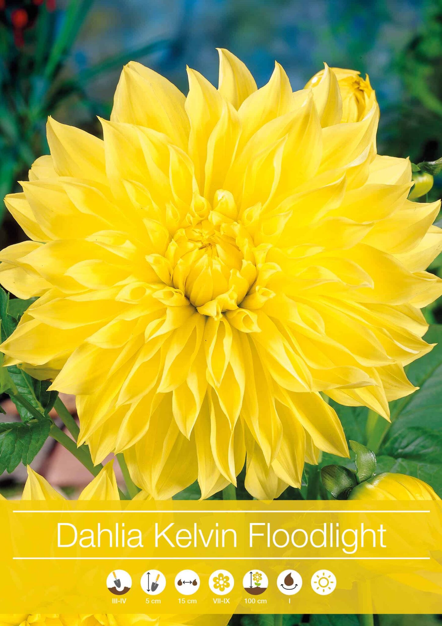 Dahlia Kelvin Floodlight
