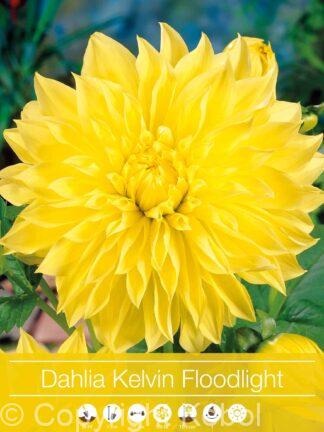 Dahlia Kelvin Floodlight