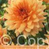 Dahlia Noordwijks Glorie