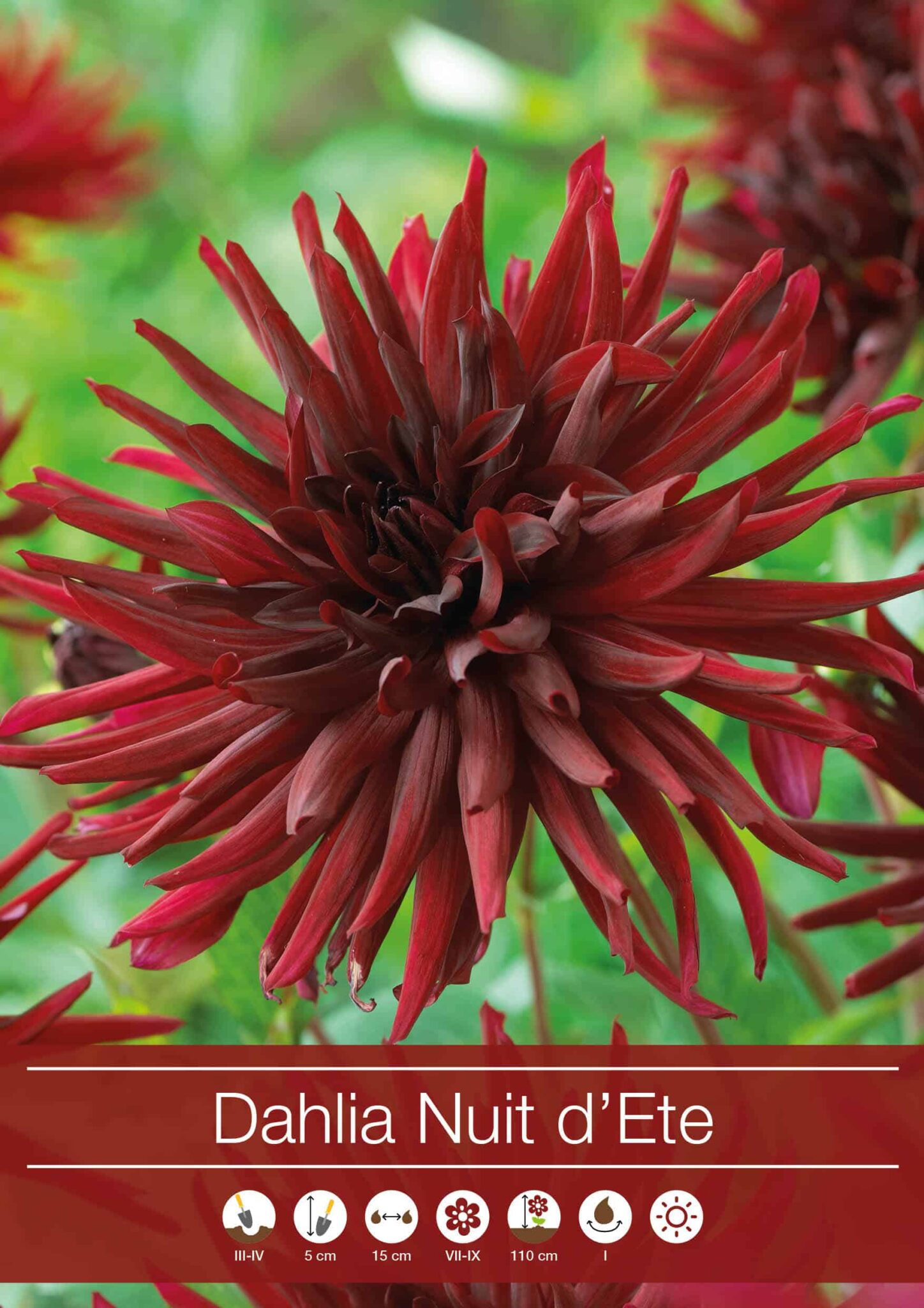 Dahlia Nuit d'Ete