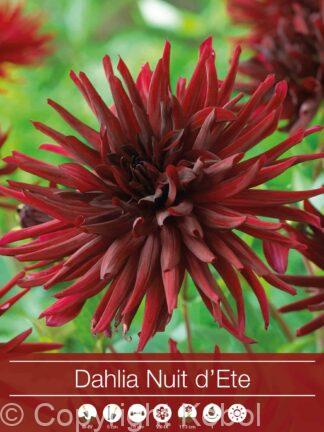 Dahlia Nuit d'Ete