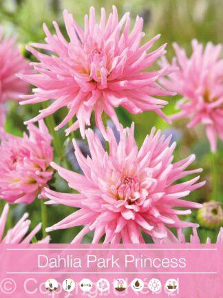 Dahlia Park Princess