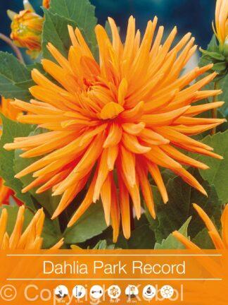 Dahlia Park Record