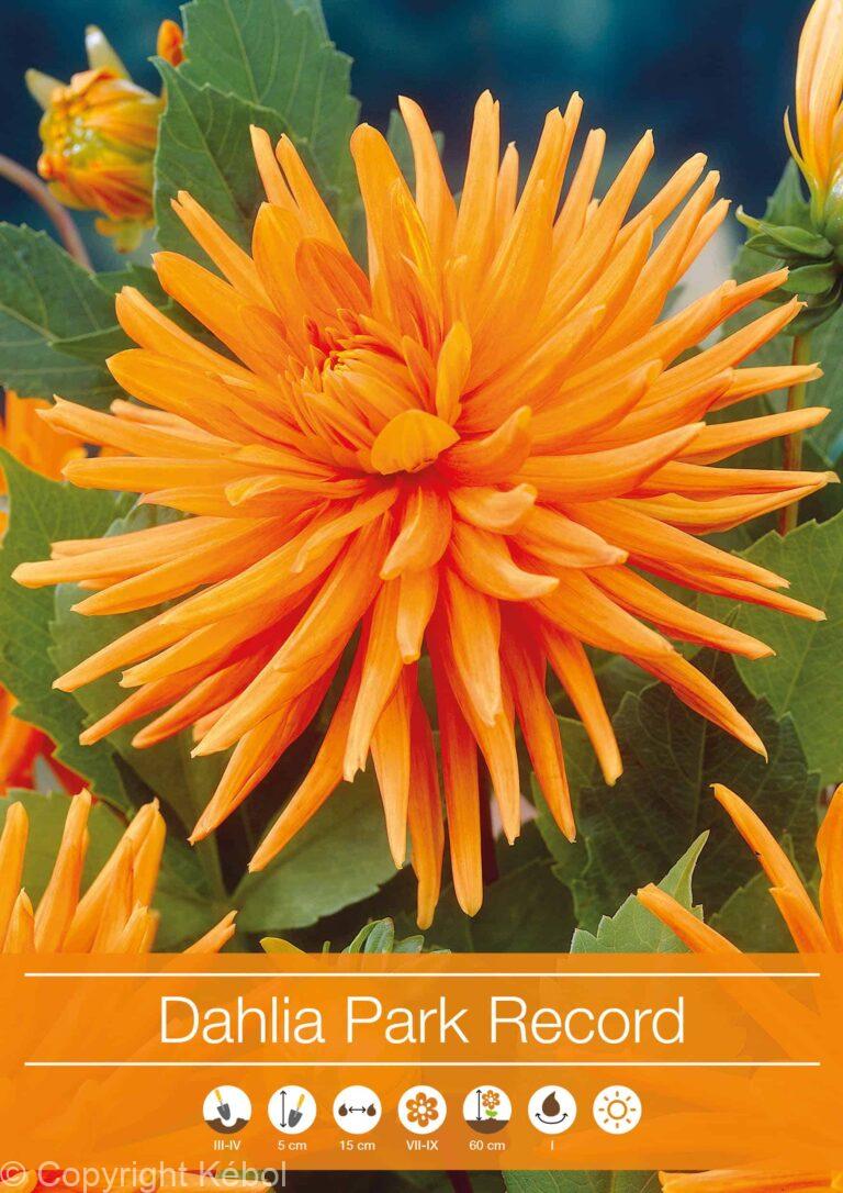 Dahlia Park Record