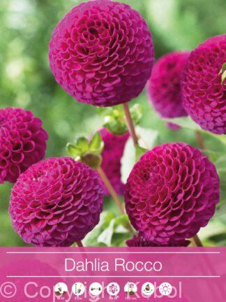 Dahlia Rocco