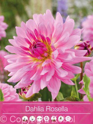 Dahlia Rosella