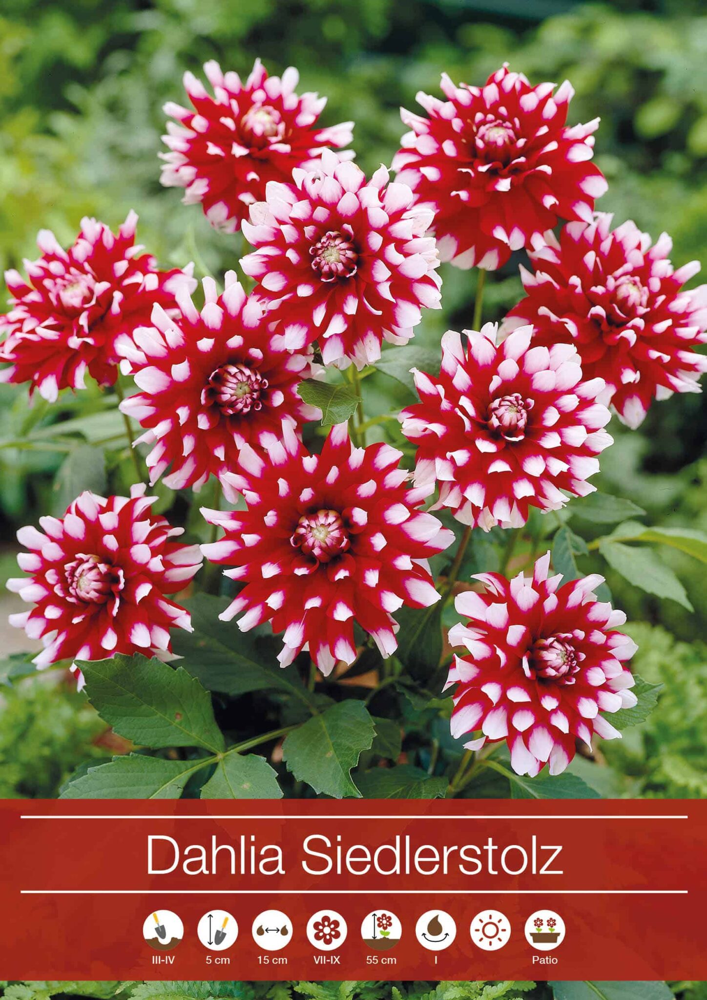 Dahlia Siedlerstolz