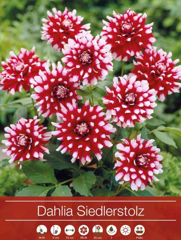 Dahlia Siedlerstolz
