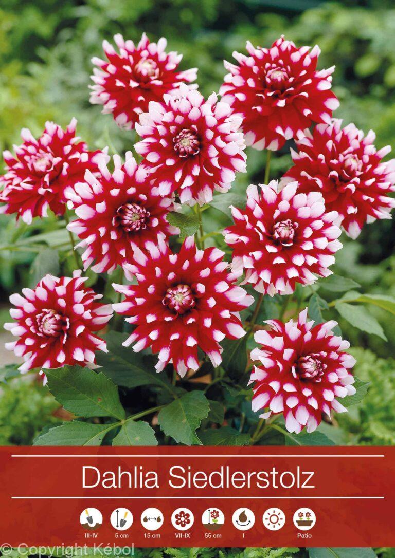 Dahlia Siedlerstolz