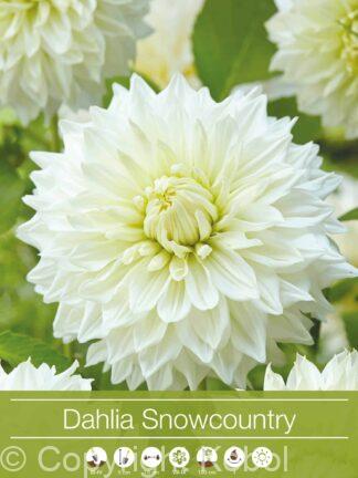 Dahlia Snowcountry