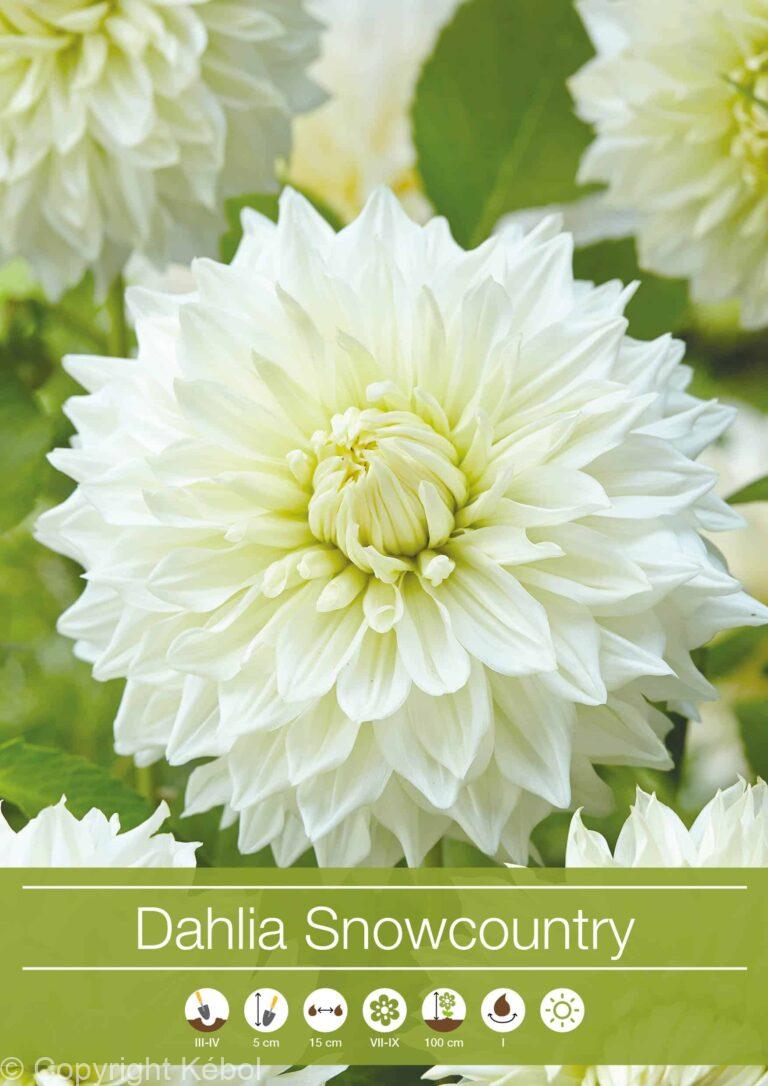 Dahlia Snowcountry