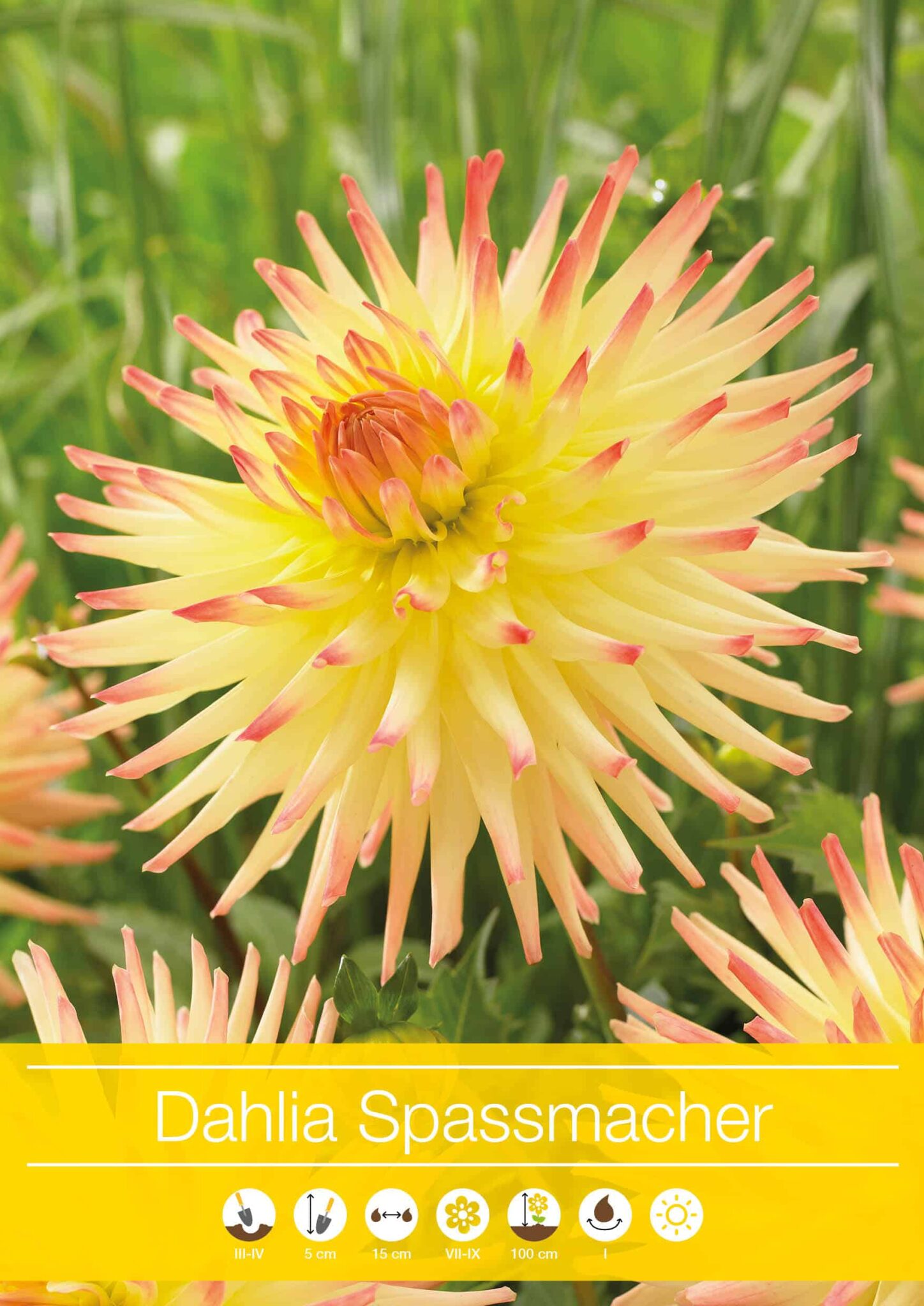 Dahlia Spassmacher