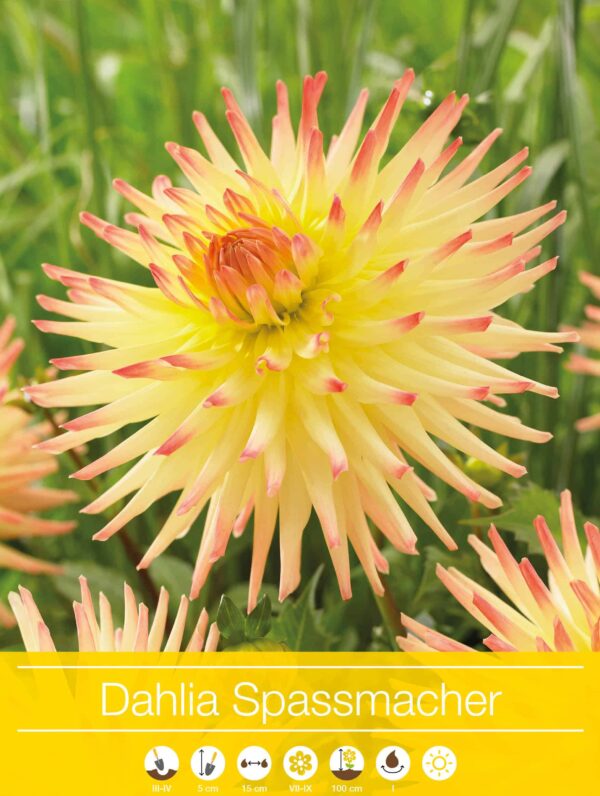 Dahlia Spassmacher