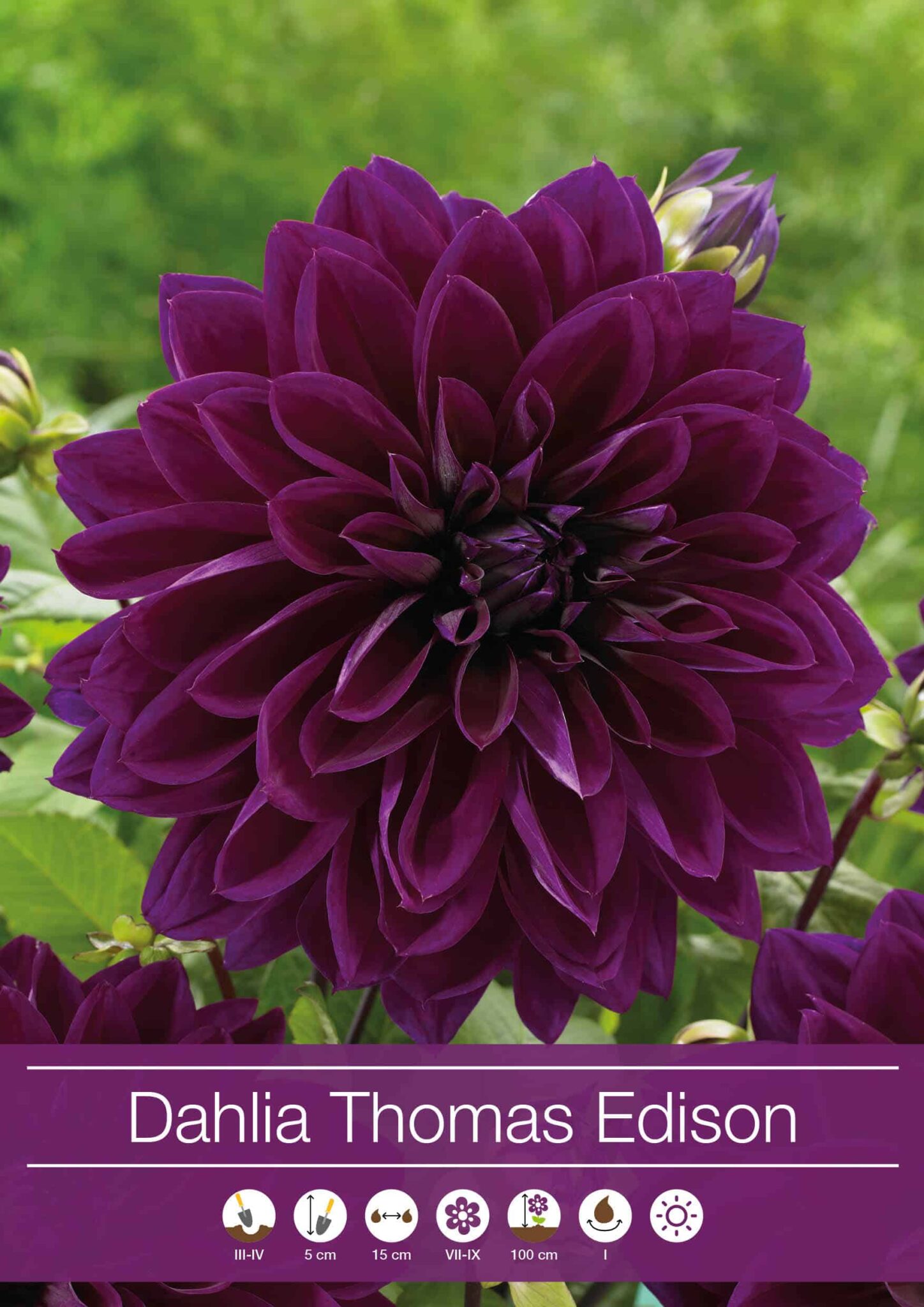 Dahlia Thomas Edison
