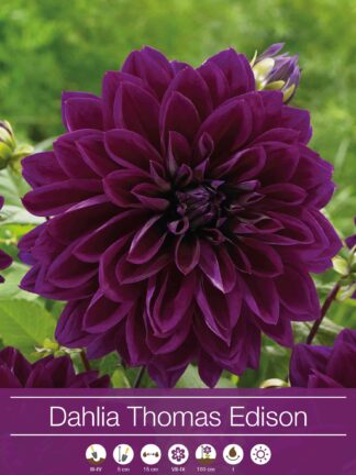 Dahlia Thomas Edison