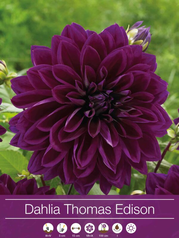 Dahlia Thomas Edison