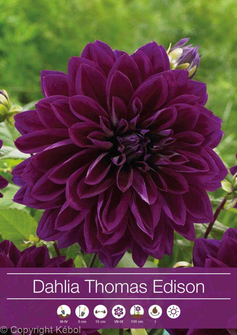 Dahlia Thomas Edison