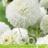 Dahlia White Aster