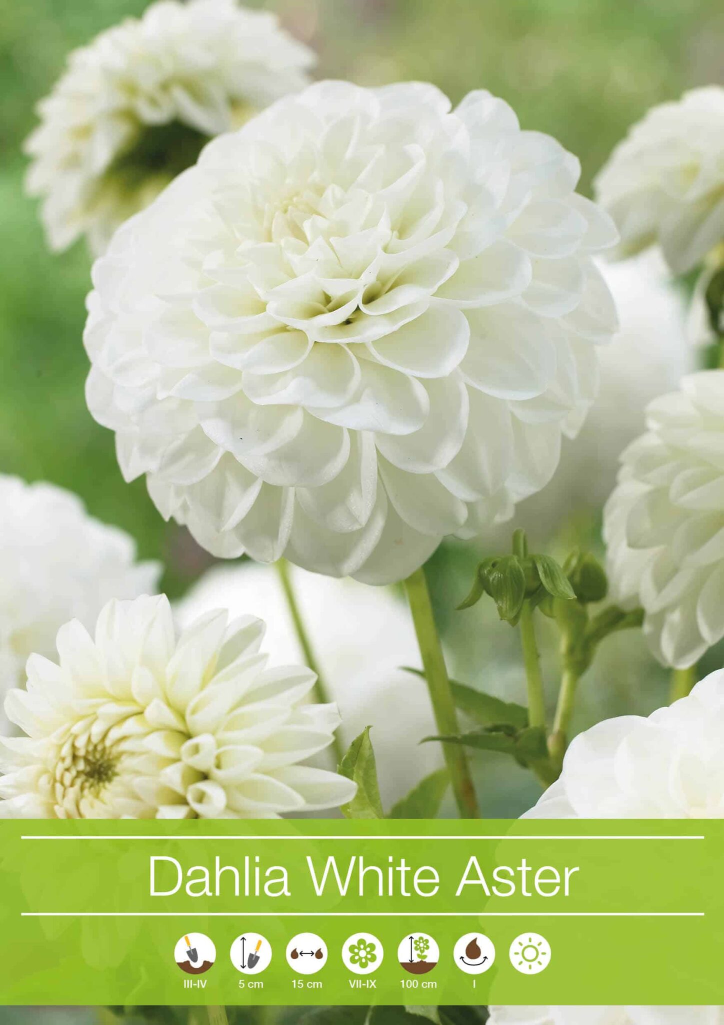 Dahlia White Aster