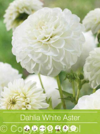 Dahlia White Aster